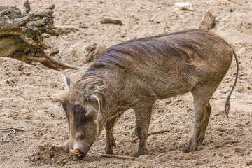 Fototapeta premium common warthog, standing very near by