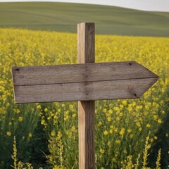 Wooden signpost pointing right in a yellow flower field.