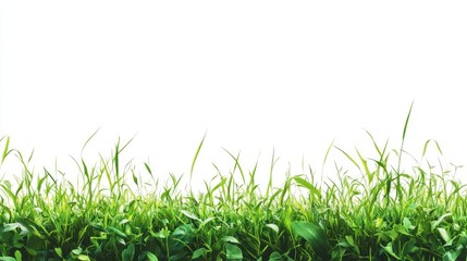 Fototapeta premium A lush green grass landscape against a white background, symbolizing nature and growth.