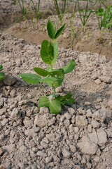 Young field pea plant with its tiny leaves in close up with blurry background