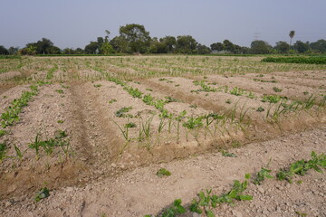 The pointed gourd plants and garlic plants have been planted in the vegetable bed altogether