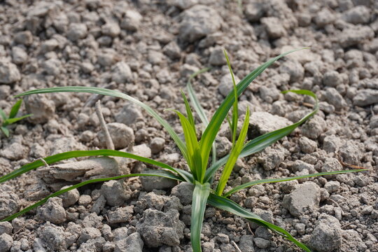 Yellow Nutsedge, the species of grass family in close up with blurry background