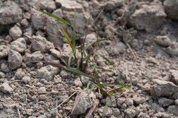 Common couch, type of grass has been grown in the agricultural field