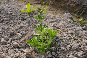 Gamochaeta is a flowering plant which has been born in the agricultural field