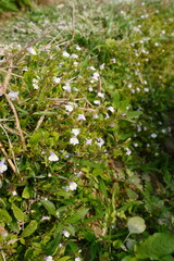 Mazus pumilus, the japanese mazus plants are with its tiny white flowers with blurry background