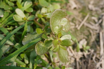 The tiny leaves of the Purslane plant in close up with blurry background