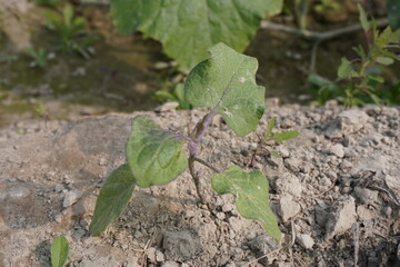 Fototapeta premium Black nightshade, a plant generally grown in the weed in close up with blurry background