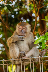 young baby crabeater macaque in selective focus.in natural habitat