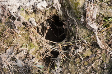 A big hole has been found in the agricultural field made by small animals like moles, rats