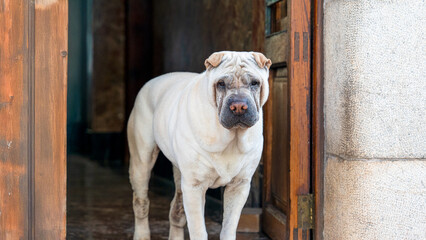 Shar-Pei Dog Standing in a Doorway of a Rustic Building