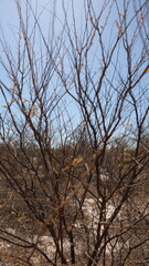 barra, bahia, brazil - october 1, 2023: tree galls from the Caatinga region in Bahia.