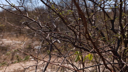 barra, bahia, brazil - october 1, 2023: tree galls from the Caatinga region in Bahia.