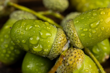 not ripe green oak acorn close  up