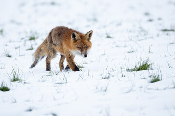 Räudiger Fuchs - Krankheit