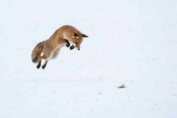 Fuchssprung