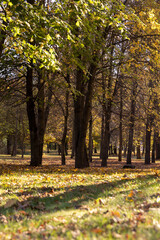 landscape in the park with yellowing maple foliage in sunny weather