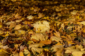 the dry foliage of yellow maples lies on the ground