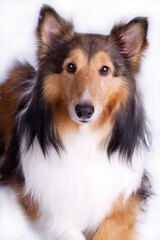Sheltie or Toy Collie on White Background in Studio