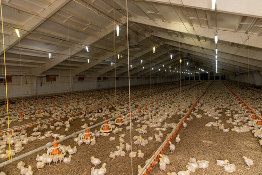 small chickens in down and feathers during cultivation at a poultry farm
