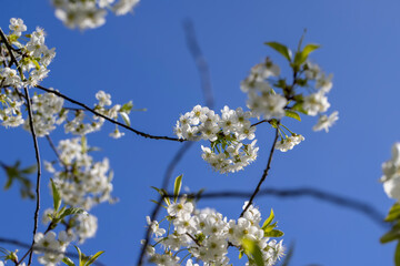 sunny weather in an orchard with cherries