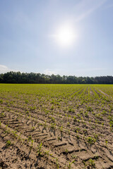 green corn field with young sweet corn sprouts
