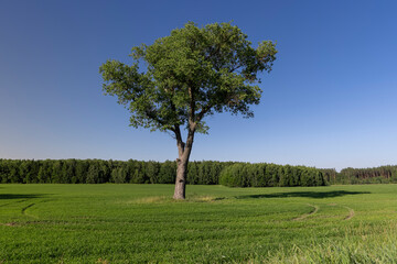 a lone tree in a field with green grass