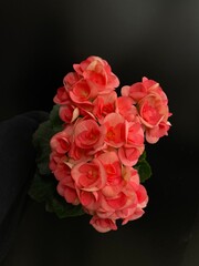 pink begonia on black background 