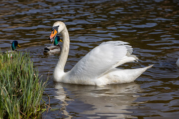 white swans who arrived in eastern Europe in the spring to raise offspring