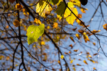the last yellow foliage of the linden tree on the branches in sunny autumn weather