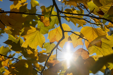 a tulip tree with yellowed foliage during leaf fall