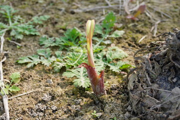 The baby banana plant has been sprouted, just come out from the soil