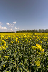 a monocultural field with rapeseed that begins to bloom