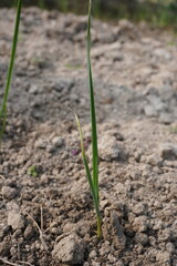 Young garlic plant with its tiny long leaves in close up