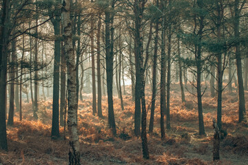 Fototapeta premium 11-01-25