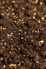 seeds of one carrot variety sown in fertile soil