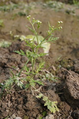 Santa Maria feverfew plant with its tiny white flowers in close up with blurry background