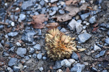 Pollen bundle resting on stone ground walkway surrounded by dead leaves