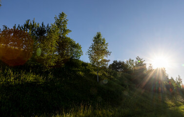 deciduous trees growing on a hill against a blue sky background
