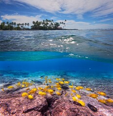 Split view of beach over water and coral reef fish underwater. Hawaii  island. USA © aquamarine4