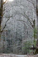 Fototapeta premium Under-canopy of pine-and-oak wooded forests of Western North Carolina