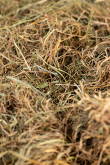 a pile of green straw for long  term storage