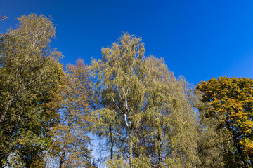 yellowing birch foliage against a blue sky in sunny autumn weather
