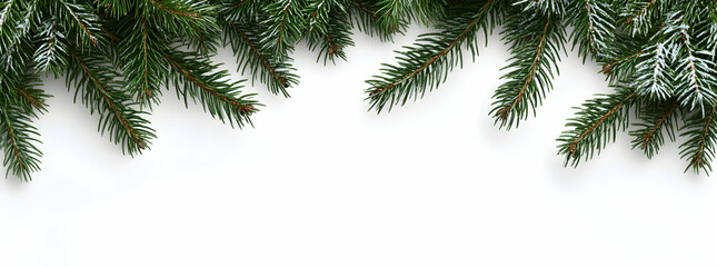 Festive Christmas Evergreen Branches Border on White Background