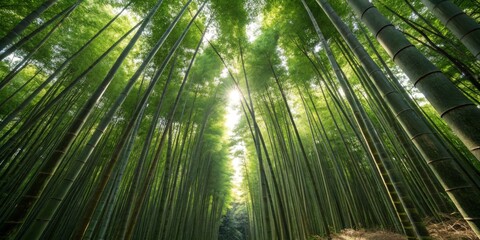 Fototapeta premium Sunlight filters through a lush bamboo forest creating a serene atmosphere in nature's embrace