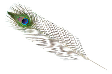 peacock feather isolated on white background