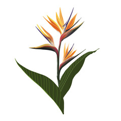 illustration of bird of paradise flower