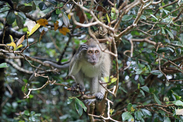 Monkey on the tree. © Maciej Szaluś