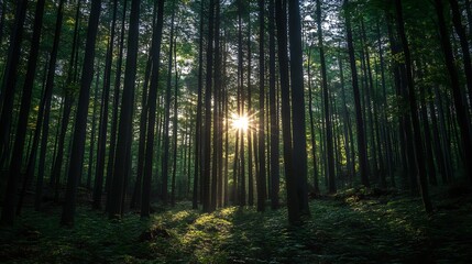 Tranquil Forest with Sunlight Filtering Through Tall Evergreen Trees in Lush Greenery : Generative AI