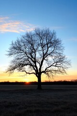 Majestic silhouette of a bare tree against a vibrant sunset and clear sky : Generative AI