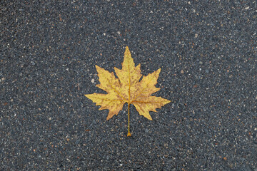 A yellow maple leaf resting on asphalt, marking the arrival of autumn in Lugano, Switzerland